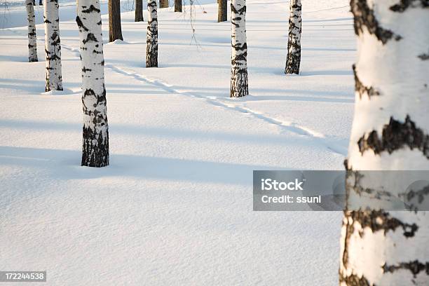 Foto de Floresta De Inverno e mais fotos de stock de Beleza natural - Natureza - Beleza natural - Natureza, Bétula, Cena de tranquilidade