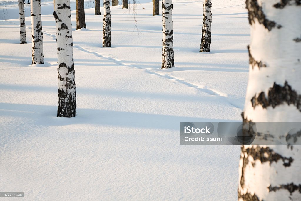 winter Лес - Стоковые фото Берёза роялти-фри