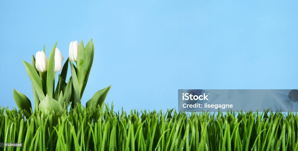Tulipany i trawy - Zbiór zdjęć royalty-free (Bez ludzi)