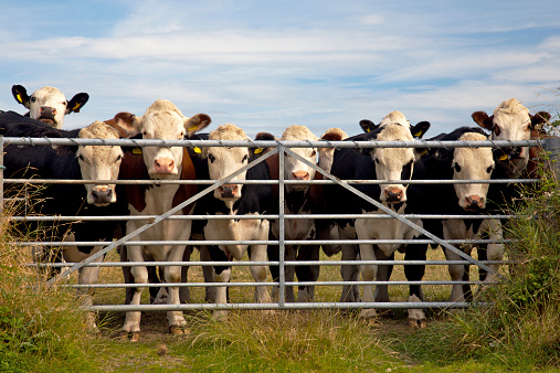 A crowd of curious cows in a field watching through a gate. Close to milking time. In rural Pembrokeshire, Wales.