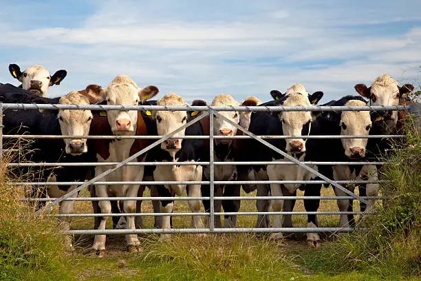Photo of Cows watching through gate