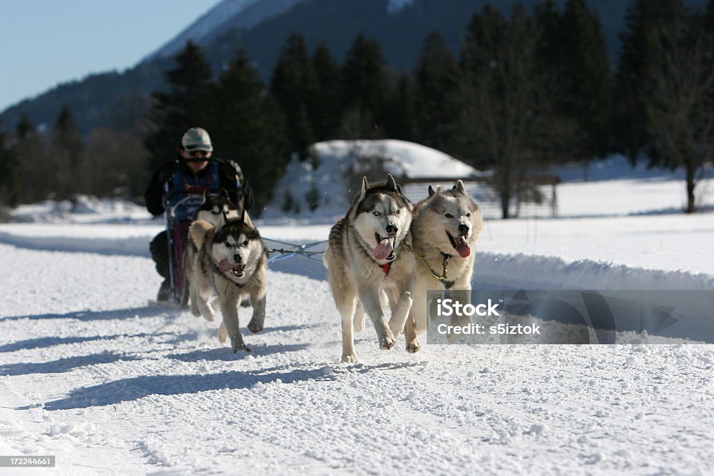 Aerodynamiczny - Zbiór zdjęć royalty-free (Alaskan malamute)