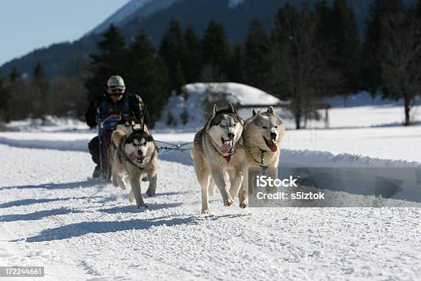 Aerodynamiczny - zdjęcia stockowe i więcej obrazów Alaskan malamute - Alaskan malamute, Biały, Ciągnąć