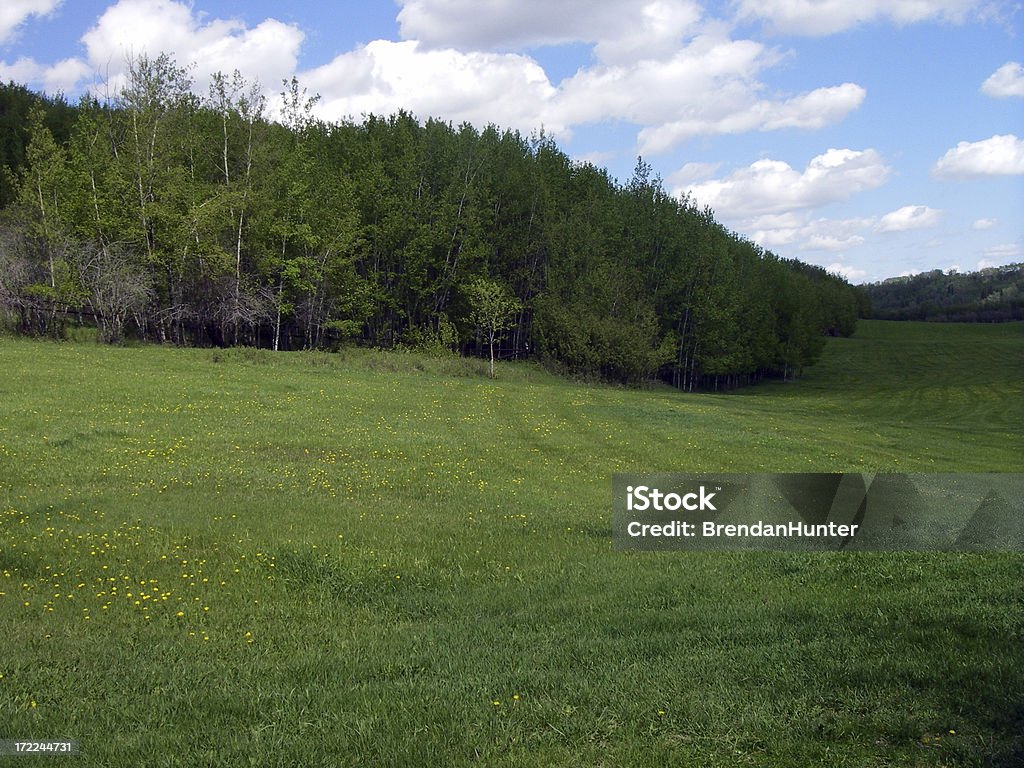 Verde, campos e florestas. - Foto de stock de Alberta royalty-free