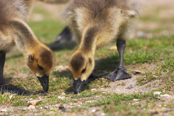 istock Two fluffy gosling heads pecking grass 172244807