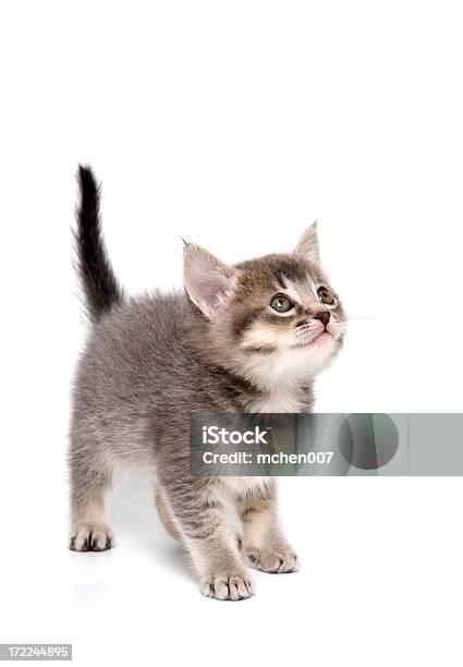 Tiere Isolierte Katzenjunges Stockfoto und mehr Bilder von Hauskatze - Hauskatze, Freisteller – Neutraler Hintergrund, Fell