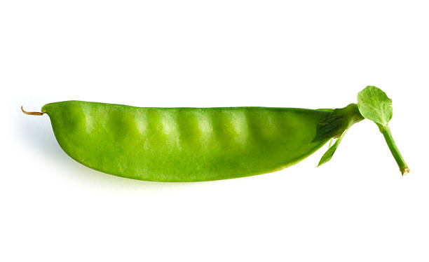 única vagem chata, legumes de vagem verde isolado no branco - pea pod imagens e fotografias de stock