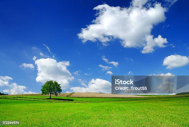 Campo Verde E Árvore Solitária - Fotografias de stock e mais imagens de Ajardinado - Ajardinado, Ao Ar Livre, Azul