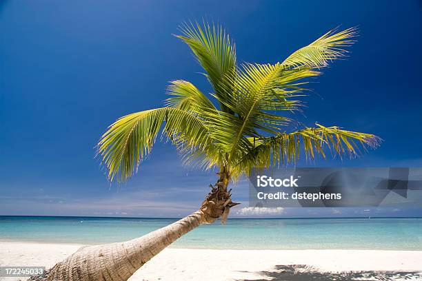 En Tropical Playa De Palma Foto de stock y más banco de imágenes de Agua - Agua, Aislado, Alegría