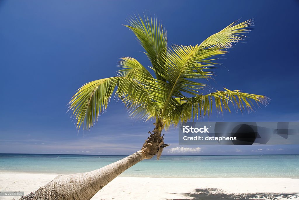 Palme sulla spiaggia tropicale - Foto stock royalty-free di Acqua