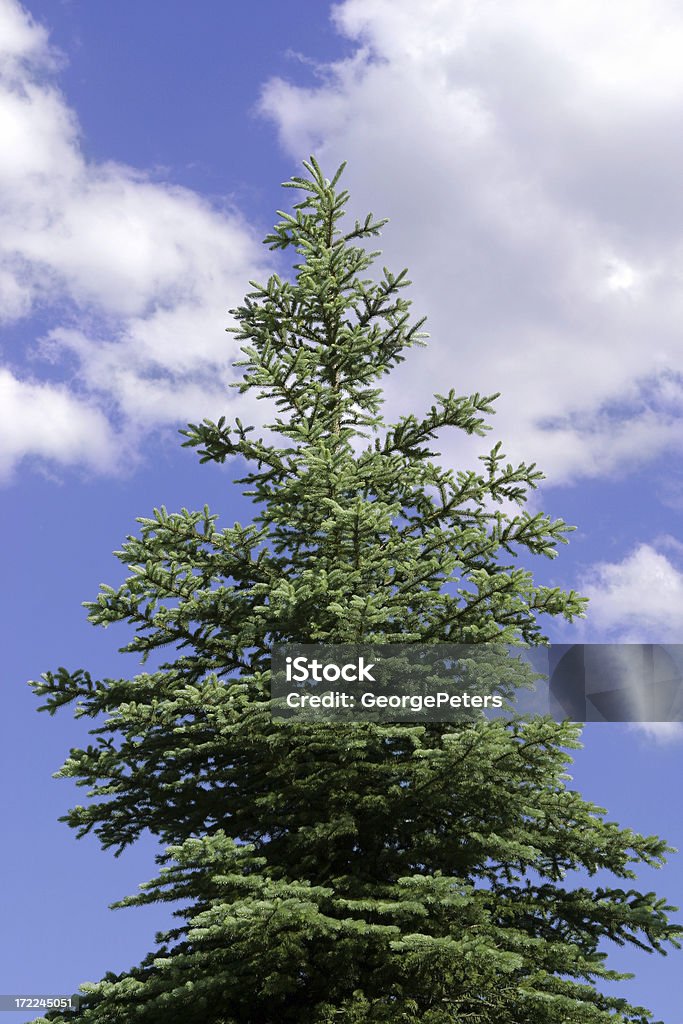 Pine Tree z Krajobraz z chmurami - Zbiór zdjęć royalty-free (Chmura)