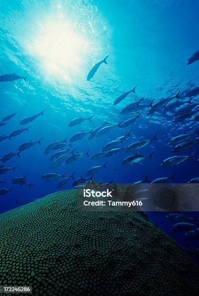 Jacks Schwimmen Über Korallenriff Stockfoto und mehr Bilder von Große Sternenkoralle - Große Sternenkoralle, Beleuchtet, Blau