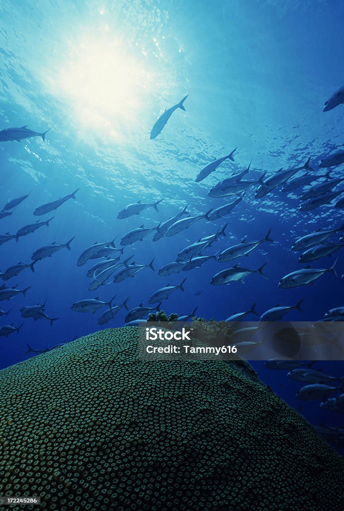 Jacks Piscine de corail - Photo de Grand corail étoilé libre de droits