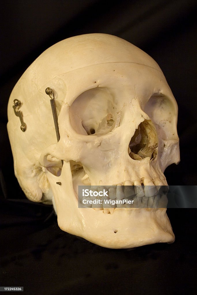 Crânio humano - Royalty-free Anatomia Foto de stock