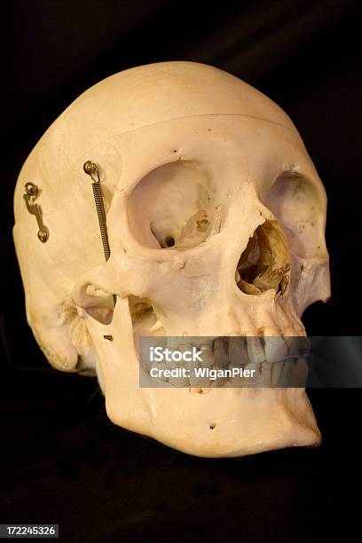 Crânio Humano - Fotografias de stock e mais imagens de Anatomia - Anatomia, Crânio Humano, Cuidados de Saúde e Medicina