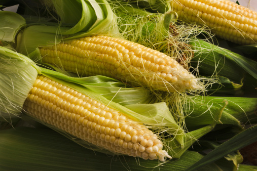 A harvest of fresh summer corn, husked cereal crop being prepared for a corn on the cob feast. This vegetable is a food staple and is an ingredient for many meals, oils, and snacks. This plant may be grown organically for eating and may also be processed as a biofuel.