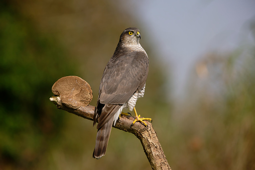 Female sparrowhawk in the woods