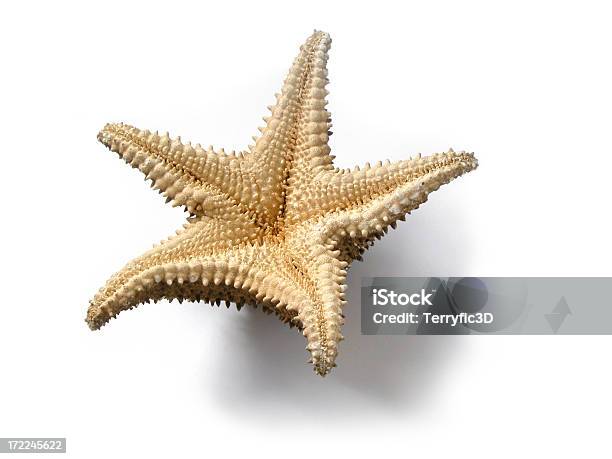 Inferiore Di Stella Di Mare - Fotografie stock e altre immagini di In fondo - In fondo, Stella di mare, A forma di stella