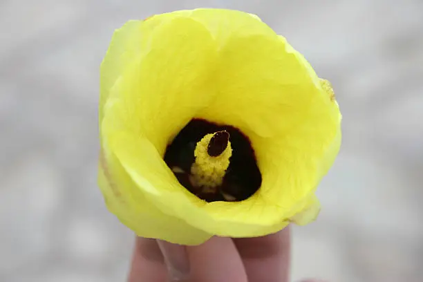 The hau tree (Hibiscus tiliaceus) is possibly native to Hawaii. Flowers are bright yellow with a dep red centre. As the day progresses, the color changes to dull orange and by night to dull red. Hau flower is a member of the Hibiscus family.