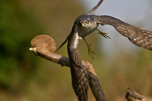 Female sparrowhawk in the woods