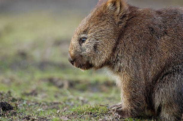 Lonely Wombat "The lonely wombat is wondering something. It looked sad, missing, thinking or even taking meditation. This wombat was in the wildlife. WombatLocation: Narawntapu National Park, Tasmania, AustraliaRelated images:" wombat stock pictures, royalty-free photos & images