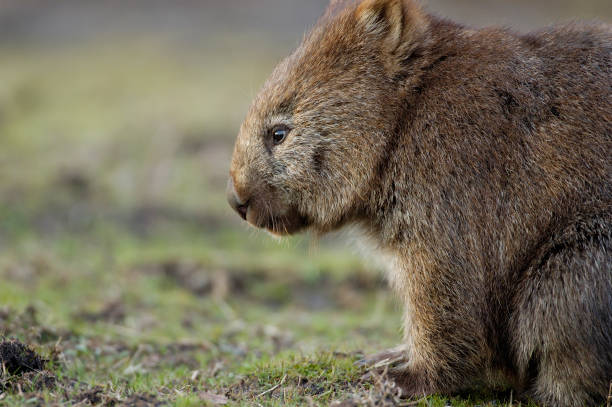 solitário wombat - wombat animal mammal marsupial imagens e fotografias de stock