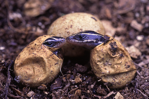 The Birth of Two Baby Five-Lined Skinks (Lizards).