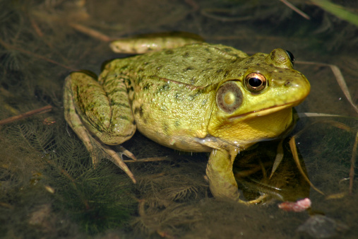 Green lake frog  (Pelophylax ridibundus) sits on the leaves of a white water lily in the lake, Ukraine