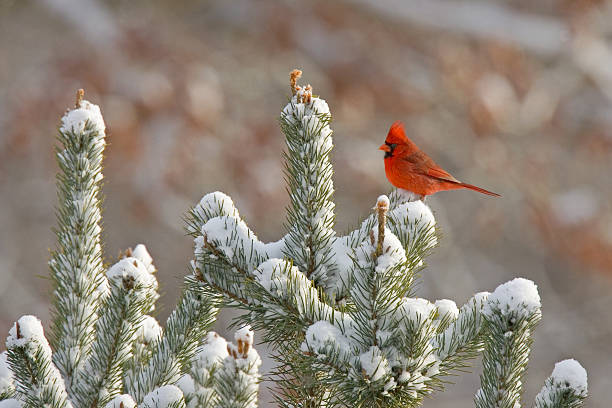 Northern Cardinal on Snow-Covered Tree stock photo