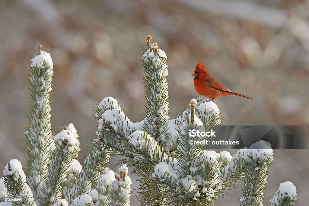 Northern Cardinal na pokryte śniegiem Tree - Zbiór zdjęć royalty-free (Kardynał - Ptak)