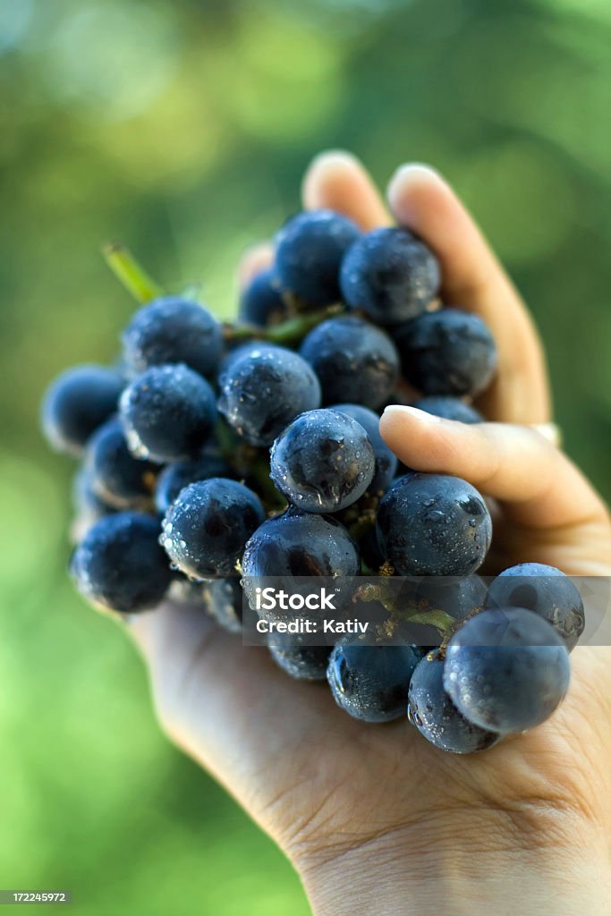 Selección fresca de uva - Foto de stock de Mano humana libre de derechos