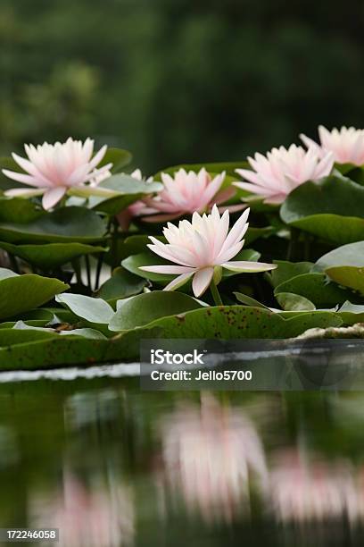 Water Lilia - zdjęcia stockowe i więcej obrazów Bliskie zbliżenie - Bliskie zbliżenie, Botanika, Fotografika