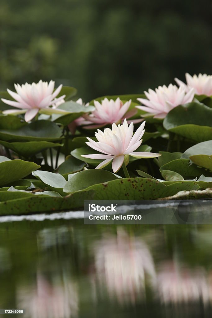 Вода лилия - Стоковые фото Август роялти-фри