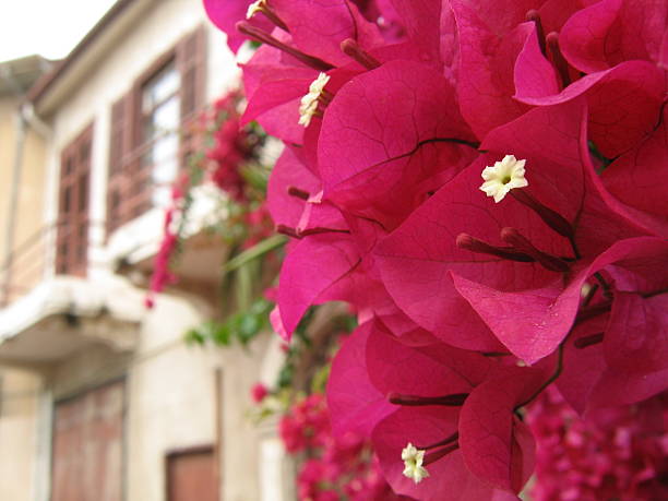 Zbliżenie kwiatu czerwony Bugenwilla – zdjęcie