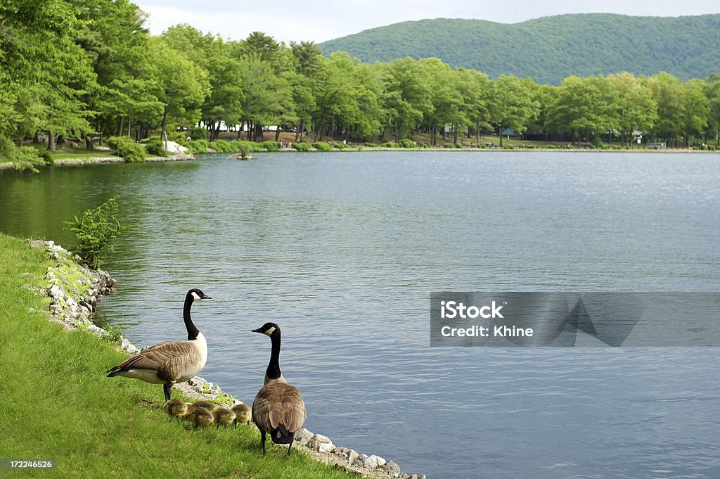 Gänse Familie New England, Lake - Lizenzfrei Bildhintergrund Stock-Foto