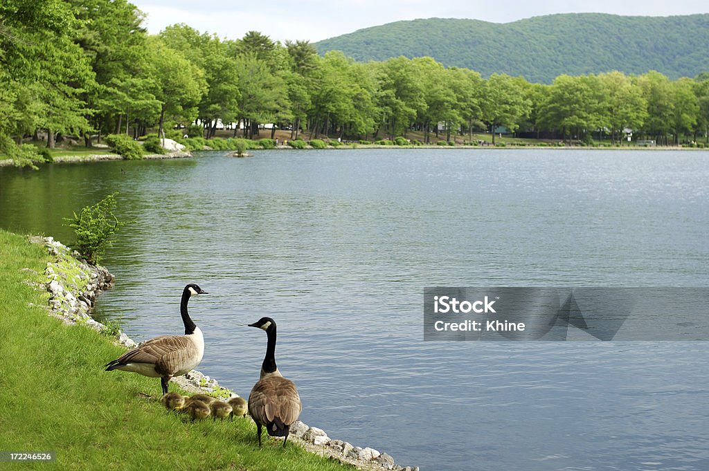 Oies famille Lac de la Nouvelle-Angleterre - Photo de Eau libre de droits