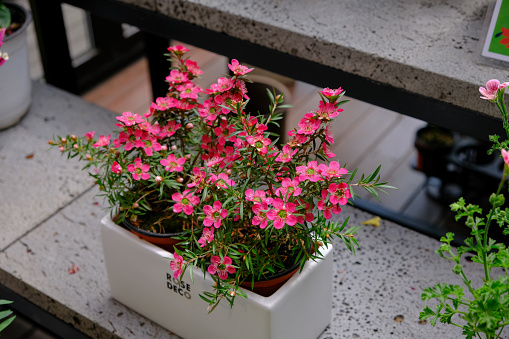 Potted pink Dianthus flowers in pot on white background