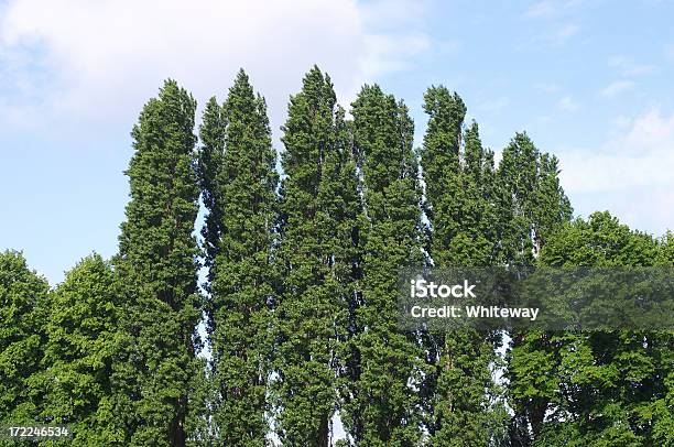 Line Of Poplars Beside The Thames Stock Photo - Download Image Now - Blue, Clear Sky, Color Image
