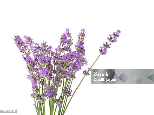 Fresh Lavender Stock Photo - Download Image Now - Close-up, Cut Out, Flower