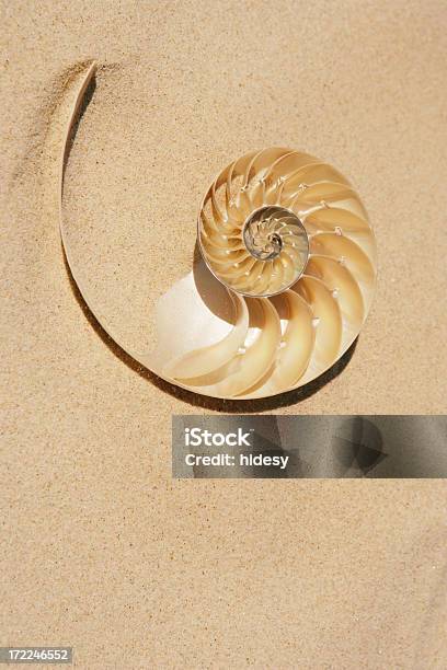 Discovery Foto de stock y más banco de imágenes de Nautilo - Nautilo, Concha - Parte del cuerpo animal, Sucesión de Fibonacci