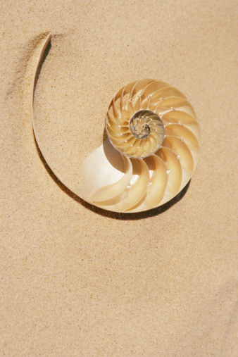 Shell covered in sand at the beach