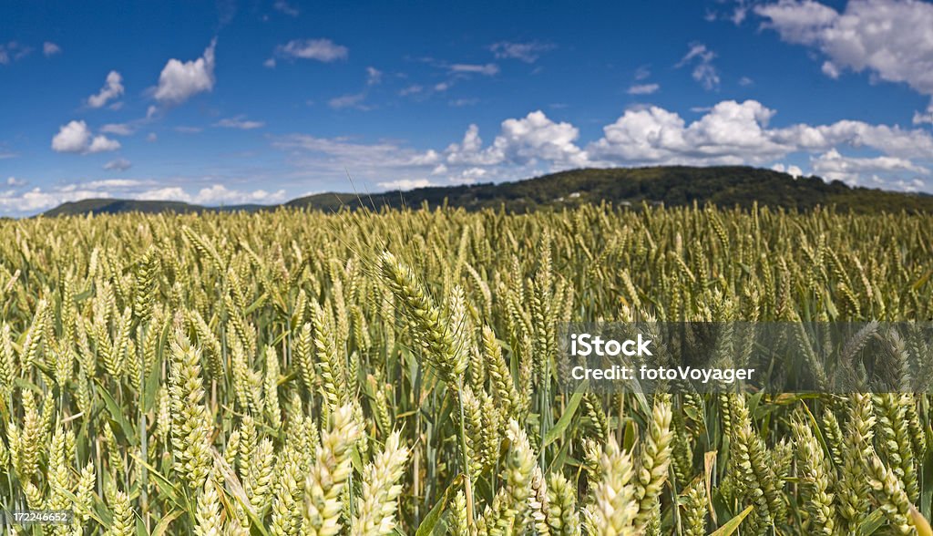 Corte sob o céu perfeito de verão - Foto de stock de Agricultura royalty-free