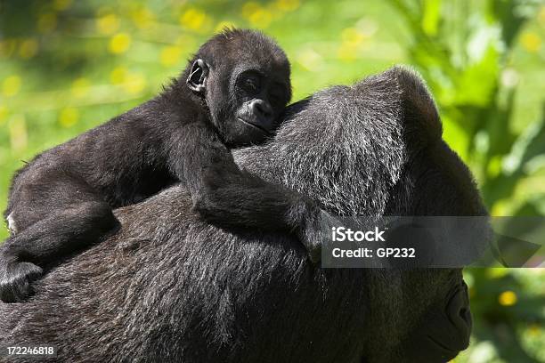 Baby Gorilla - Fotografie stock e altre immagini di Africa - Africa, Animale, Animale in cattività