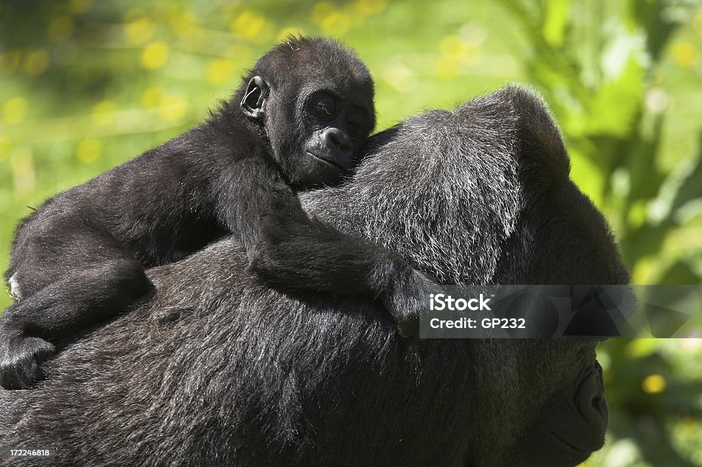 Baby gorilla - Zbiór zdjęć royalty-free (Afryka)