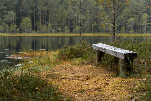 Wooden bench next to a forest pond in Komio Nature Reserve, Finland.