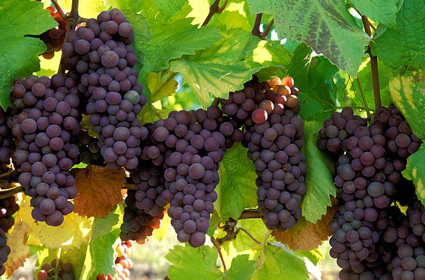 pinot gris uvas orgánicos - kelowna chardonnay grape vineyard grape fotografías e imágenes de stock