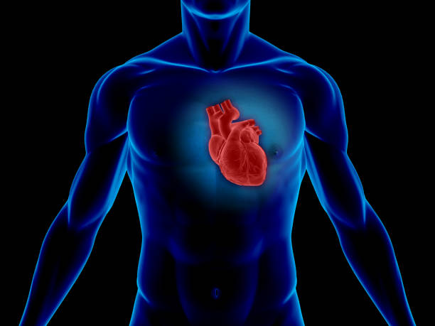 corps humain avec un cœur pour medical bureau - septum interventriculaire photos et images de collection