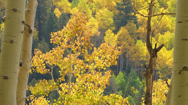 Telluride Colorado