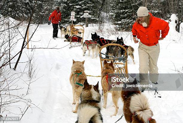 Hundeschlitten Stockfoto und mehr Bilder von Kanada - Kanada, Schlittenhund, Schlittenfahren mit Zugtieren