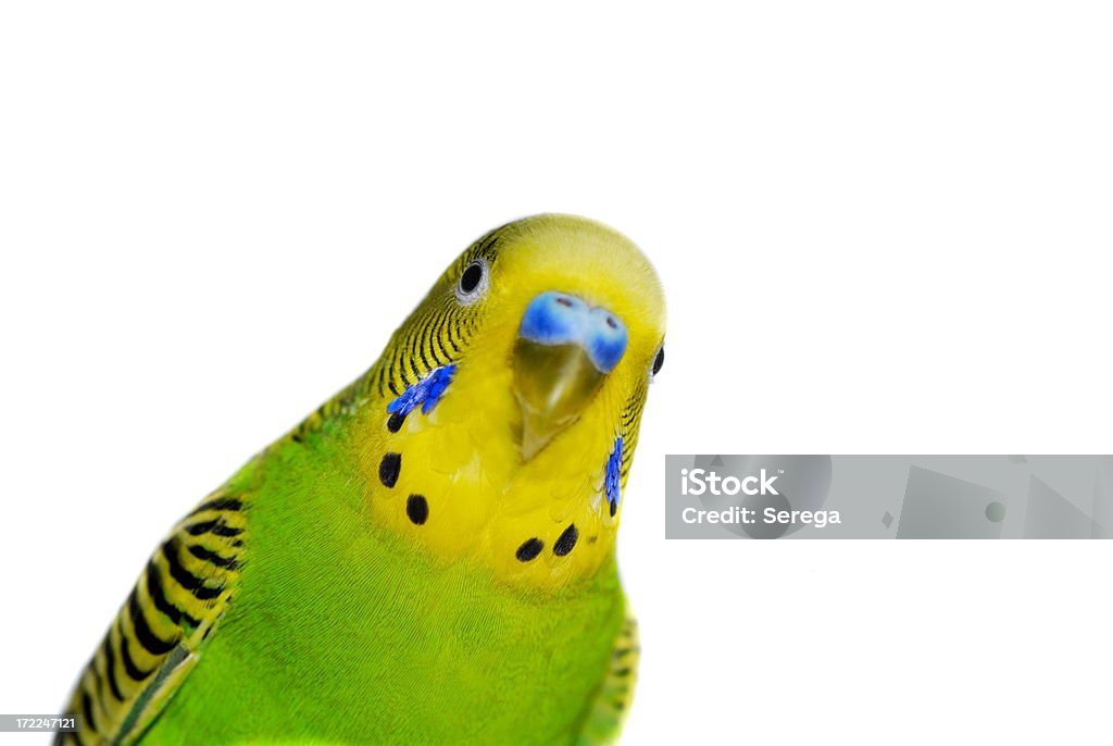 Yellow-Green budgie Yellow-green male budgie close up against white background - diagonal composition Bird Stock Photo